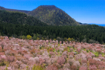 Obraz premium 満開の裏磐梯の桜峠の山桜の風景写真