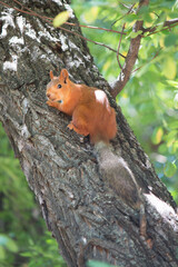Squirrel