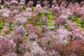 満開の裏磐梯の桜峠の山桜