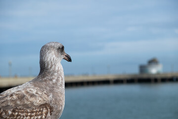 seagull on a pier