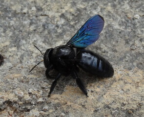 Black Bee