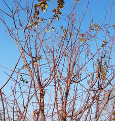 branches of a tree