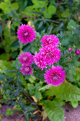 Bushes with flowers of purple chrysanthemums in the garden in autumn.