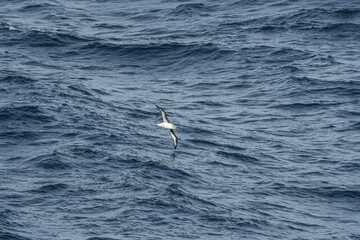 Grey-headed Albatross (Thalassarche chrysostoma) in South Atlantic Ocean, Southern Ocean, Antarctica