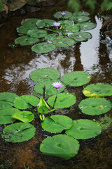 Blooming lotus flower or water lily flower with green leaf in pond