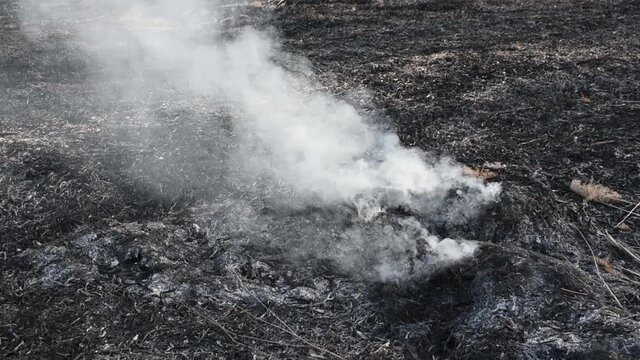 Remove the video after a fire that burned the dry grass of the reeds and set fire to the trees.