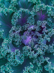Naklejka na ściany i meble Abstract blue green background with decorative cabbage Brassica oleracea var. acephala close-up top view. 2021 Color Trends Tidewater Green