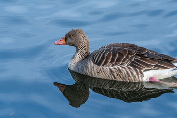 Greylag Goose (Anser anser) in park, Germany
