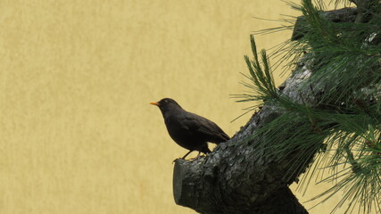 Turdus merula