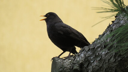 Turdus merula