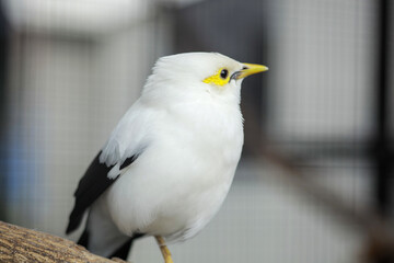 White myna with black winged or Mynah bird (Acridotheres Melanopterus). Beautiful white bird from Indonesia with blurry background