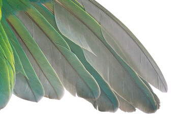 Close up beautiful wing parrot lovebird feather background