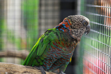 Green parrot or green macaw in cage on blurry background. This is a bird that is domesticated and...