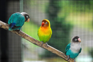Blue and green lovebird parrots sitting together on a tree branch in the cage with blurry background