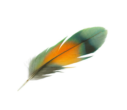 Colorful beautiful parrot lovebird feather isolated on white background