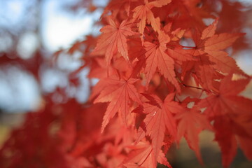 The trees leaves on the mountains were starting to change color.