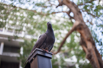 close up pigion bird on pole with banner size