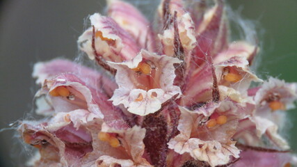 Orchidea Nido d'uccello