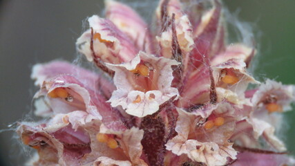 Orchidea Nido d'uccello