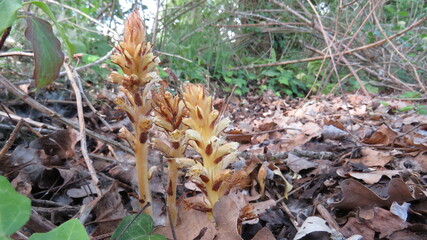 Orchidea Nido d'uccello