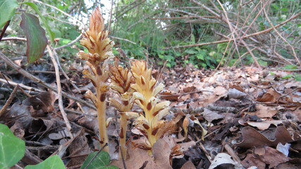 Orchidea Nido d'uccello