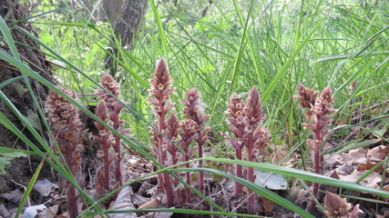 Orchidea Nido d'uccello © Massimo