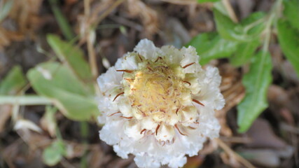 Orchidea Nido d'uccello