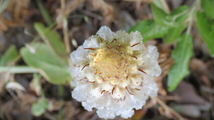 Orchidea Nido d'uccello