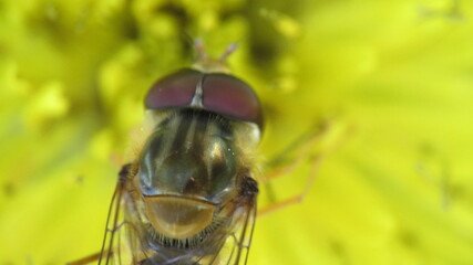 Occhi macro