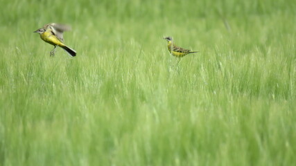 Motacilla flava