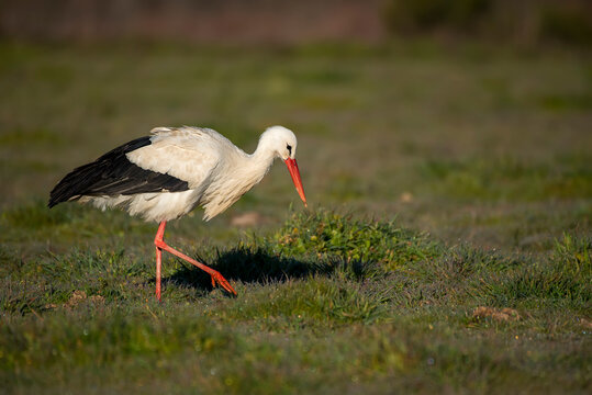 common stork eating insects in the field