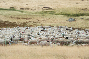Fototapeta premium FLOCK OF SHEEP