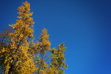 Autunno: cielo blu e foglie gialle, arancio, verdi, sui rami degli alberi