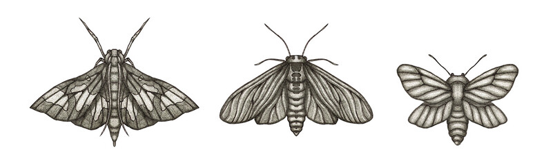 three moths drawn in pencil on a white background - obrazy, fototapety, plakaty
