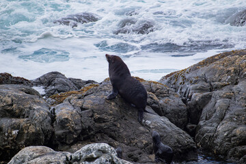 Seals on the rocks at Ohau Point, South Island