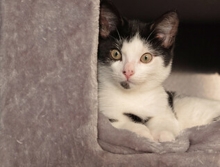 Cat wrapped up in cozy box