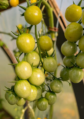 bunches of small cherry tomatoes in a film greenhouse, autumn