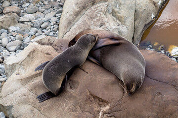 Fototapeta premium Seals on the rocks at Ohau Point, South Island