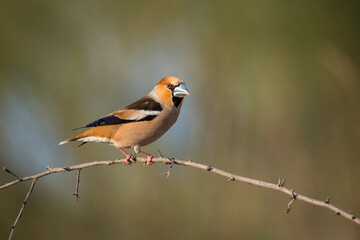 Fototapeta premium Great bill perched on a branch with out of focus background