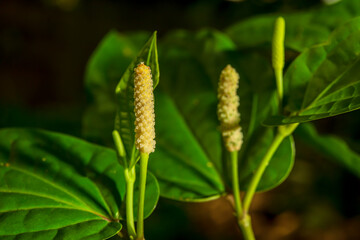 long pepper on tree