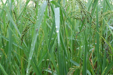 green grass in the wind