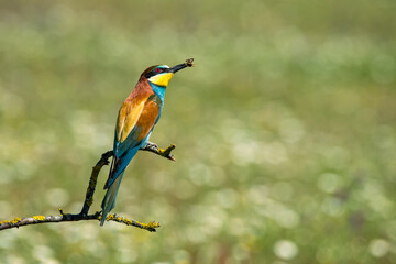 Bee-eater with a bee in its beak perched on a branch
