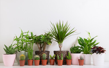 Various house plants. Collection of  succulents and various types of cactus in a pots