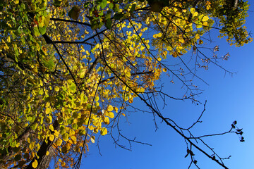 Autunno: cielo blu e foglie gialle, arancio, verdi, sui rami degli alberi