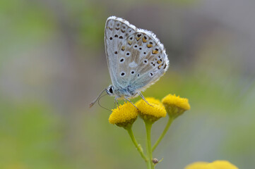 Fototapeta na wymiar Brown argus in a tansy flower, small brown, grey butterfly .