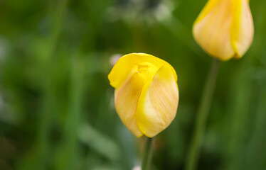 Beautiful spring tulip flowers growing in garden