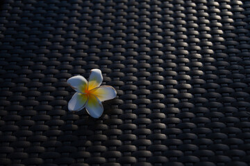 리조트의 벤치위에 노을을 받으며 놓여있는 꽃한송이