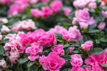 Azalia or Azalea is the collective name of some flowering plant species from the genus Rhododendron. Natural floral background.