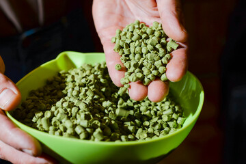 Naklejka na ściany i meble Sack of hops on a blurred background. Man hands close up. Beer brewing concept.