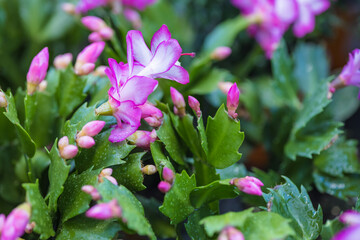 Schlumbergera is a genus of forest epiphytic cacti that traditionally bloom in December-January. Its other names are Zygocactus, decembrist, Christmas cactus. Natural floral background.